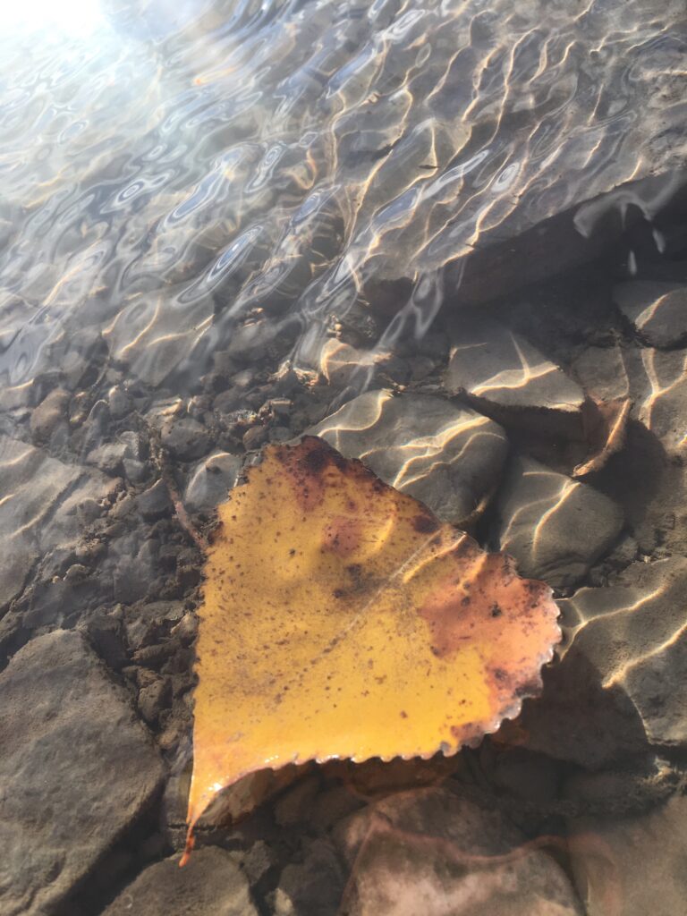 Fall Leaf in River