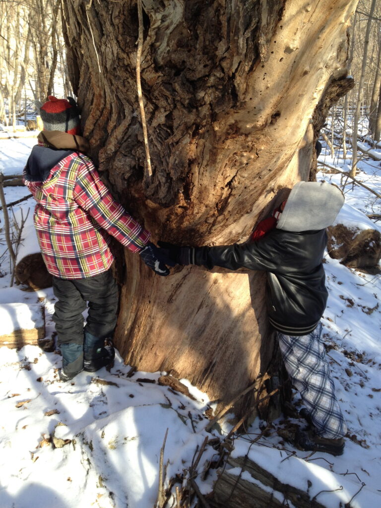 Children hugging Maple Tree